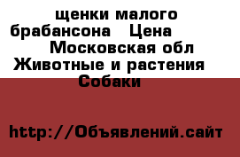щенки малого брабансона › Цена ­ 20 000 - Московская обл. Животные и растения » Собаки   